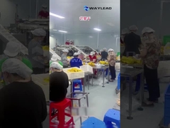 WG210 乾燥果物用の電動工業用ドイパックプリメイドポックパッキングマシン